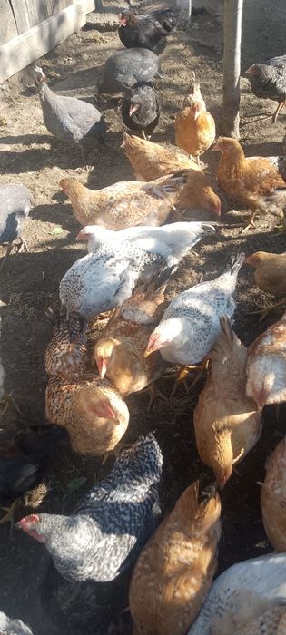 Găini de vânzare tinere