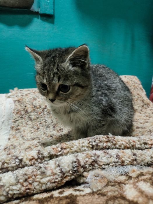 Очаровательные девчонки