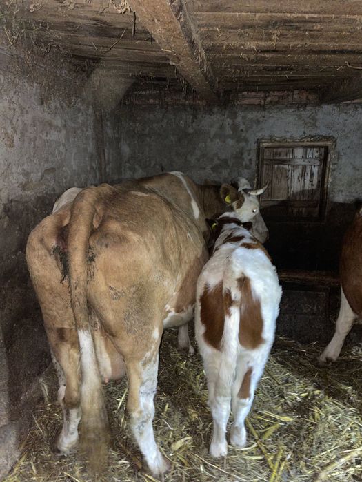 Vând vacă cu vițel