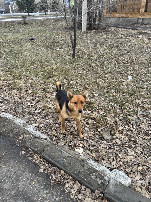 Ищем дом для собачки