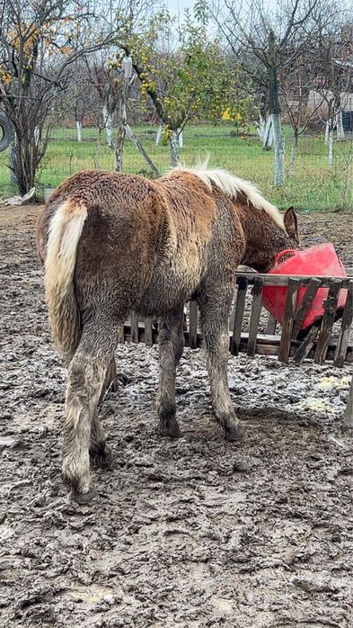 Vând mânză – 5 luni jumate, rasă grea (Ardenez)