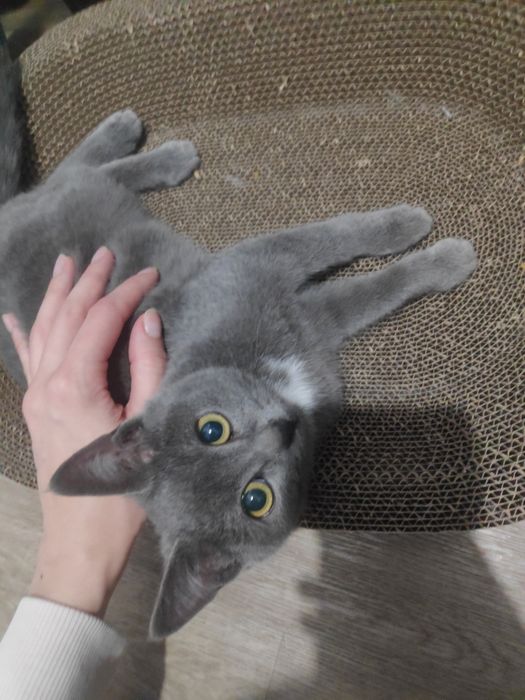 Котенок мальчик ищет дом