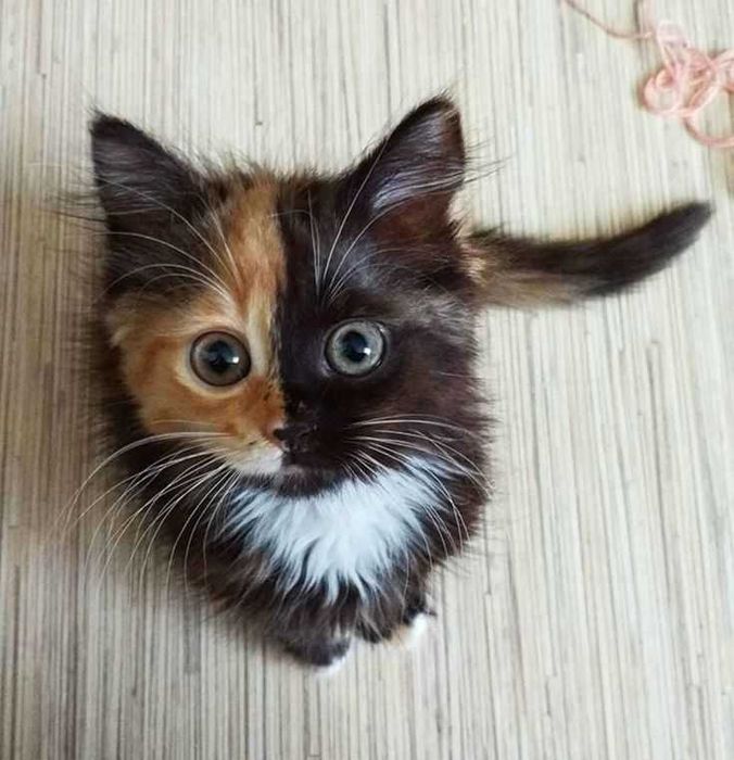 Нянька для кошечек