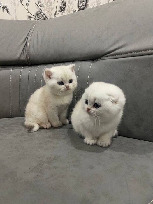 Mushuk bolasi sotiladi bitaniskiy serebristiy shinshila qiz o'g'l bor