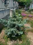 Picea pungens "Super Blue"