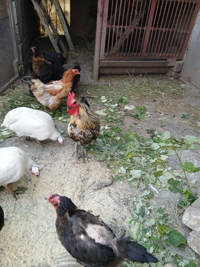 Cocoși   tineri de tara