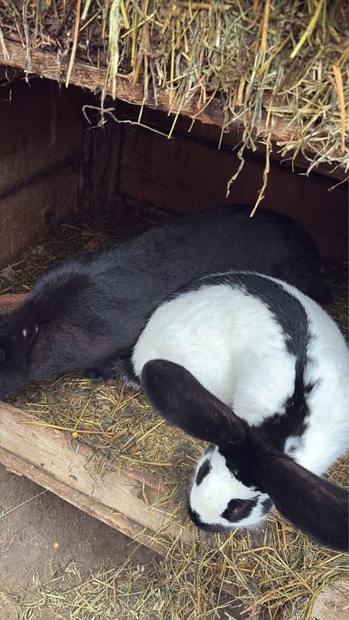 Vand iepuri fluture german