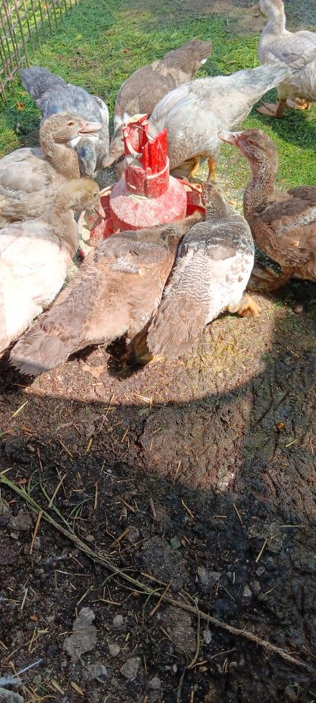 Boboci de rata muta leseasca