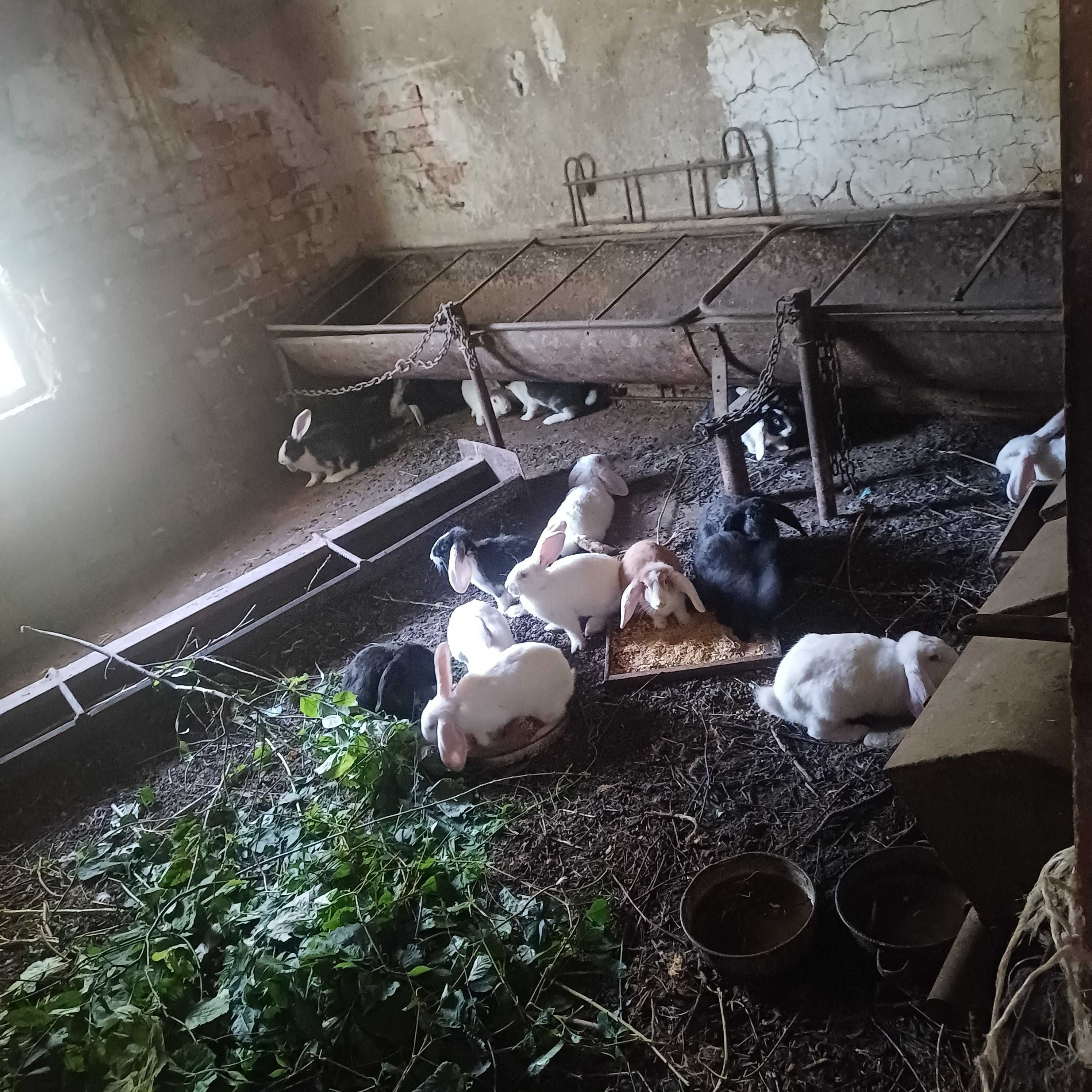 Продавам млади зайци