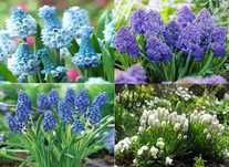Bulbi Muscari 4 soiuri lalele zambile sofran anemone narcise ghiocei
