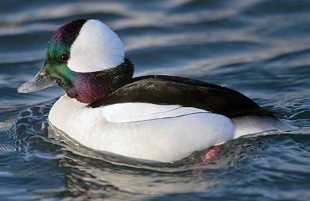 Vând rate exotice, de ornament, lebede, gâște. Păsări exotice