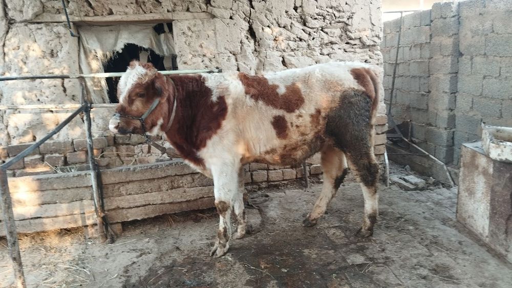 Zottor buqacha sotiladi