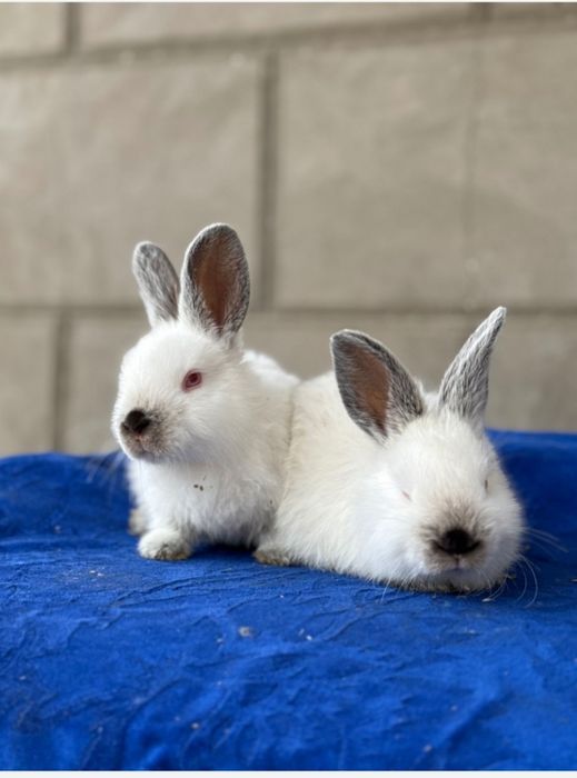 Assalomu alaykum quyon sotilad