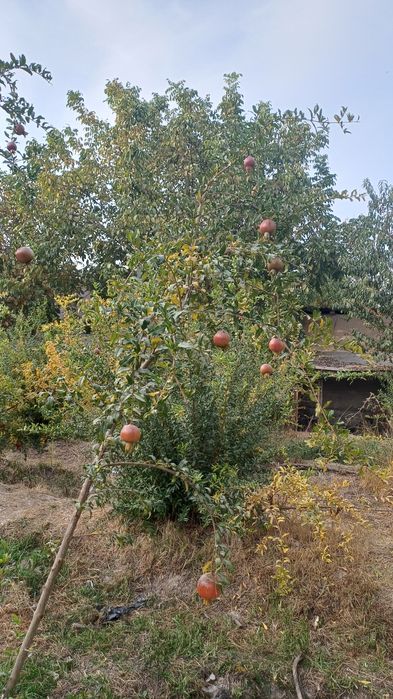 Келес санатория 2.7сотих ер