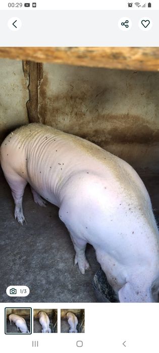 Porcușor de Crăciun