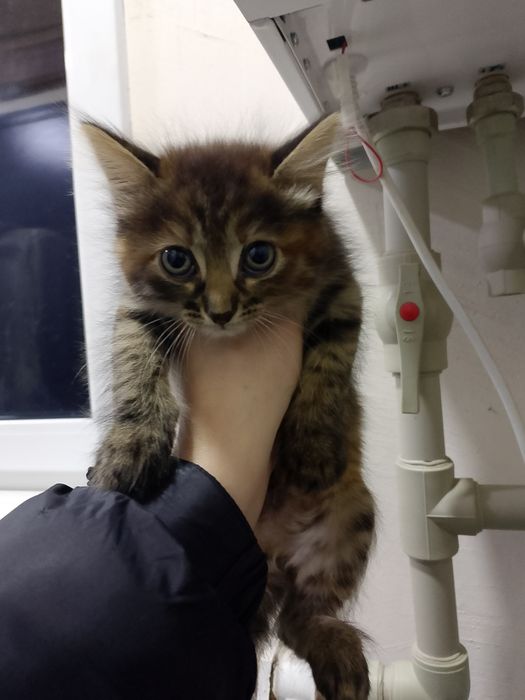 Бесплатно котята