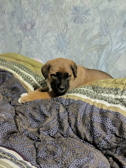 Щенята в добрые руки