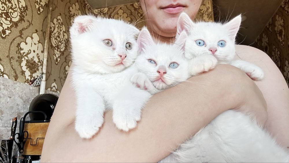 Продаем породистых котят третий помет