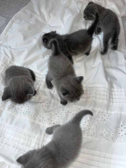 Британский скоттиш фолд