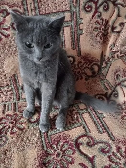 Кошку в добрый руки