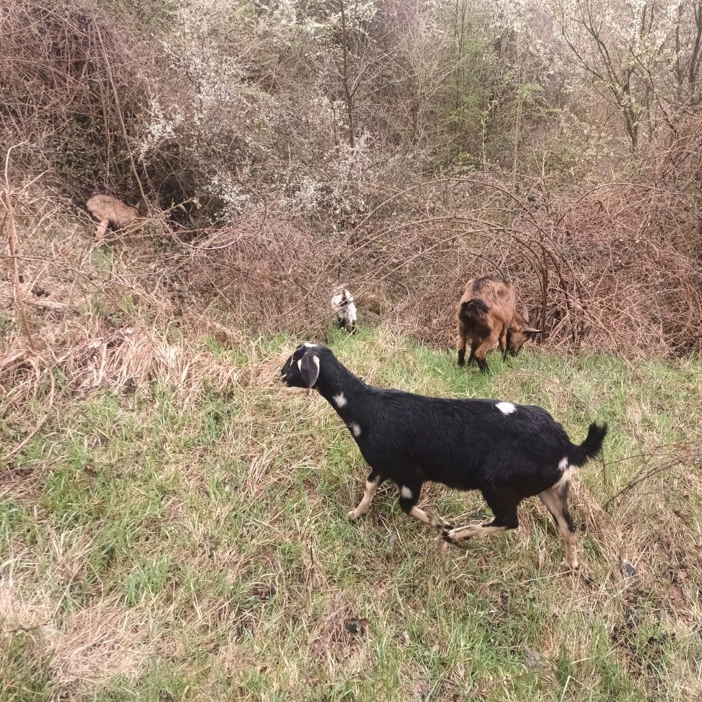 Vând capre de rasă, 10 bucă sau schimb cu mașină. ți + 2 țapi