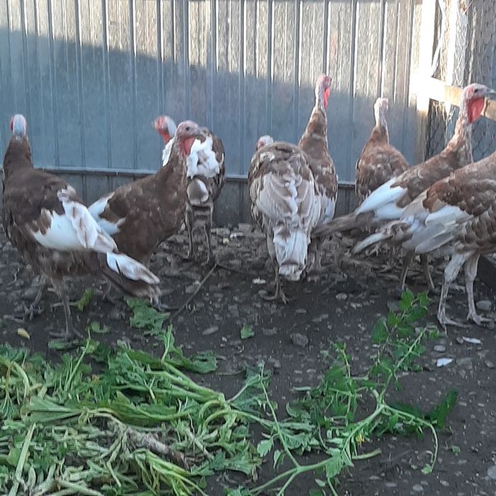 Curci rasa red bourbon