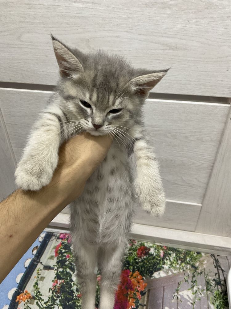котята скоттиш фолд и вислаухие