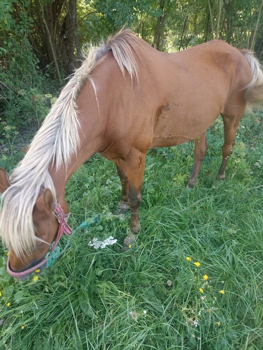 Vând 2 cai de căruță
