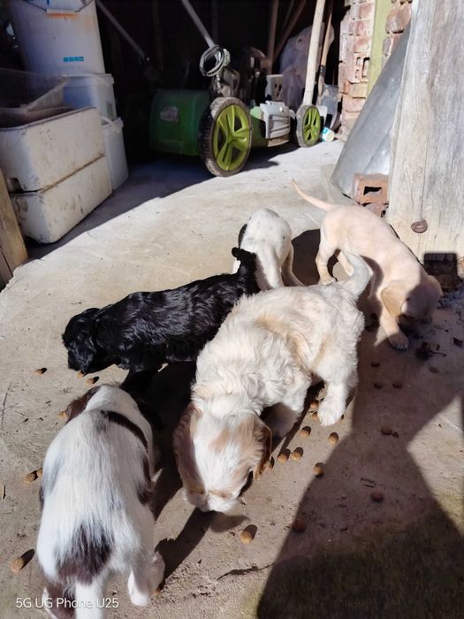 Кокер шпаньол и Лагото