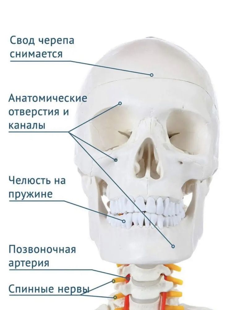 Макет "Скелета человека анатомический 170 см"