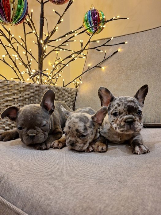 Продавам френски булдоци