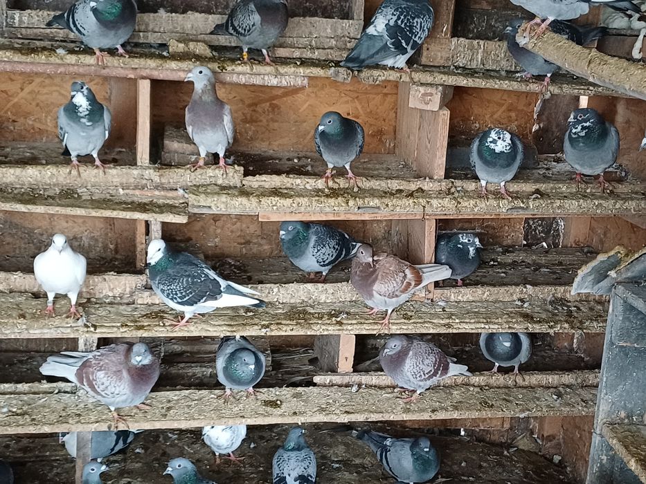 Vand porumbei voiajori