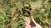 Pui de zarzar, de prune goldane, butasi de zmeura si de mure altoita