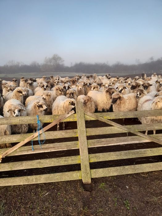 Vând oi și miei 2 - 3 - 4