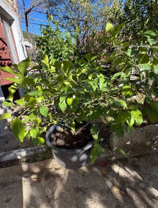 Лимонови дървета