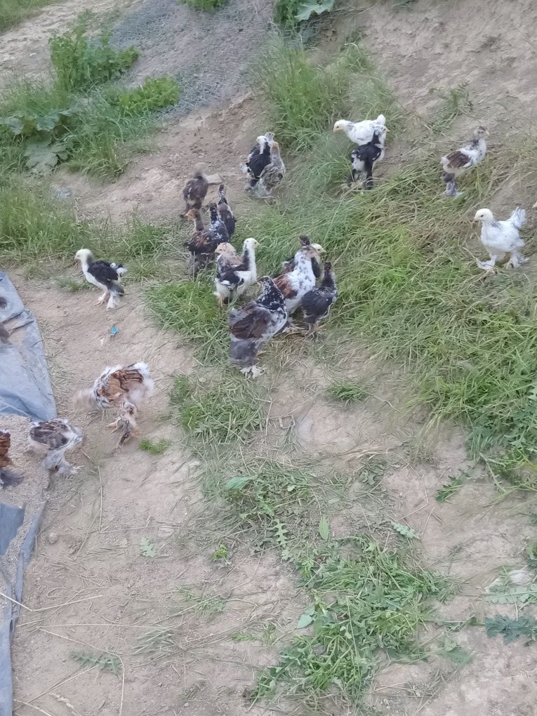 Pui brahma porțelan și bobat