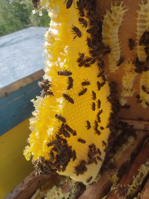 Miere și produse apicole