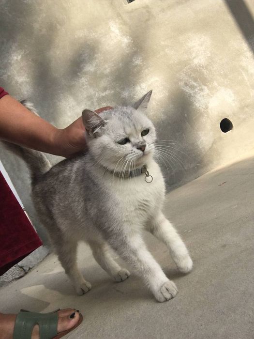 Mushuk sotiladi aqli soglom