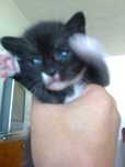 Adoptie 3 pui de pisica