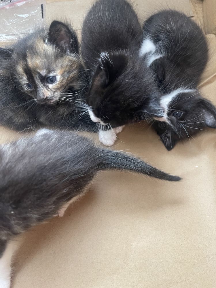 Pisicute pentru adoptie