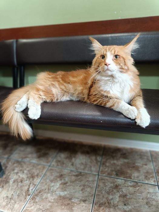 Отдам кота Майн Куна
