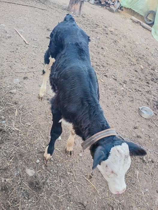 Vițică 4 săptămâni