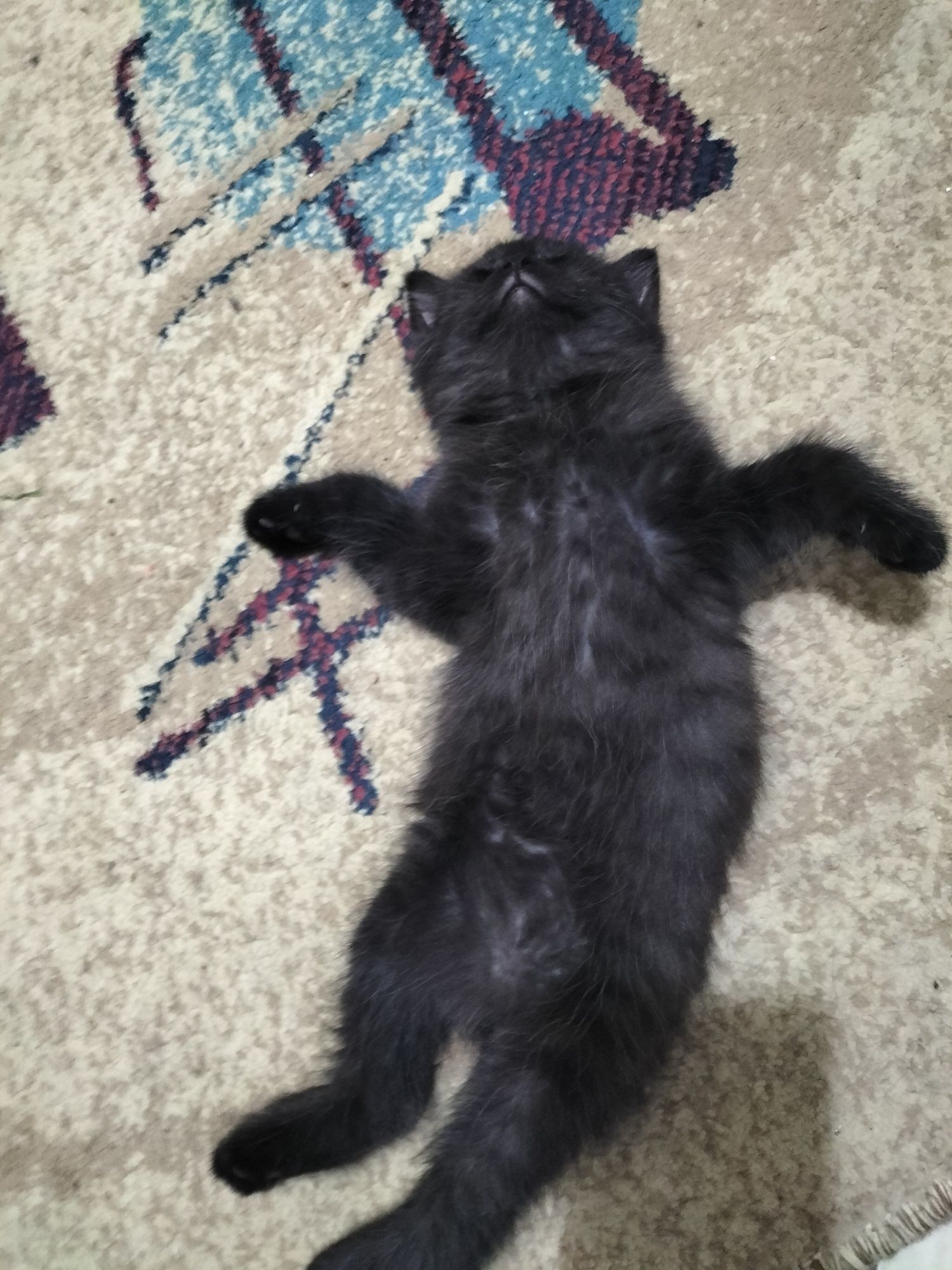 Котята отдаются в добрые руки