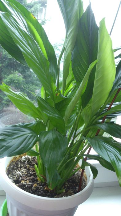 Продавам цветя Спатифилум - подготвени за есенно-зимен цъфтеж