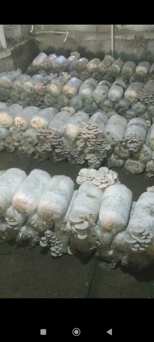 Кузикорин экишни ургатамиз