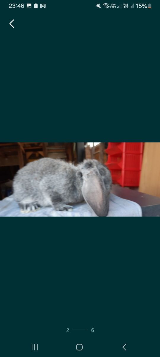 Berbec german chinchilla pui și maturi