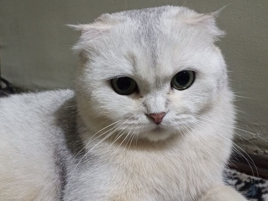 Шотландская вислоухая кошка (беременная, скрещена с британцем)