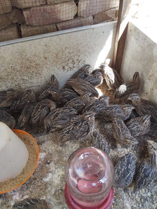 Бедоналар сотилади 50 кундик