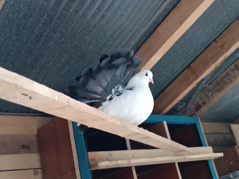 Гълъби Фенерлии, бели с черни опашки