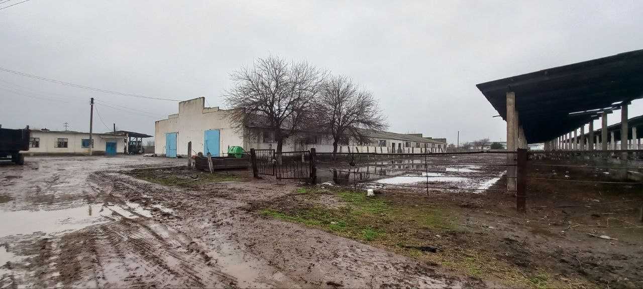 Dostlik tumanida Chorvachilik binosi bo'lib to'lash asosida sotilmoqda